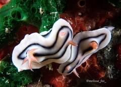 Chromodoris lochi