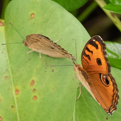 Junonia almana