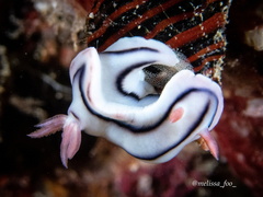 Chromodoris lochi