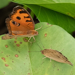 Junonia almana