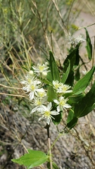 Clematis ligusticifolia