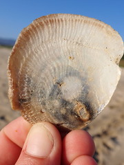 Pododesmus macrochisma