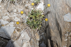 Erigeron compositus
