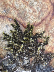 Racomitrium elongatum