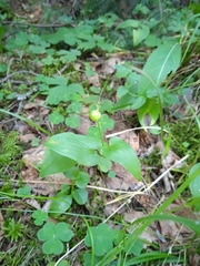 Maianthemum bifolium
