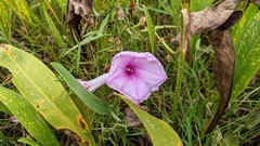 Ipomoea sagittata