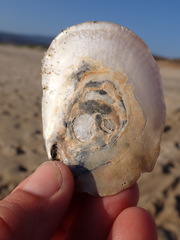 Pododesmus macrochisma