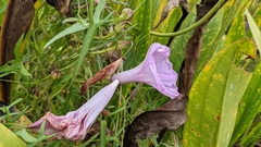 Ipomoea sagittata
