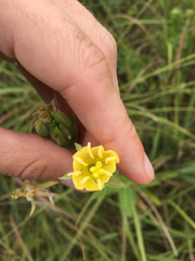 Oenothera villosa