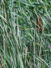 Typha angustifolia