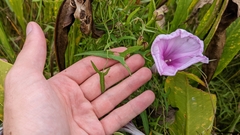 Ipomoea sagittata