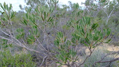 Melaleuca blepharosperma