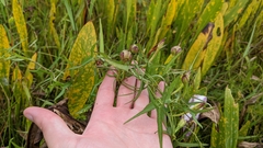 Ipomoea sagittata