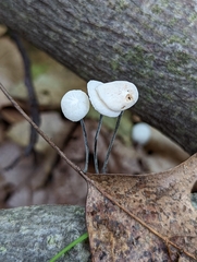 Tetrapyrgos nigripes