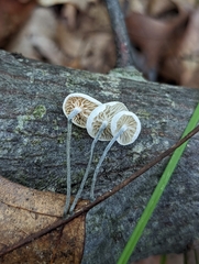 Tetrapyrgos nigripes