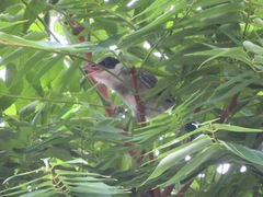 Cyanopica cyanus japonica