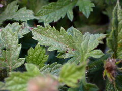 Verbena lasiostachys
