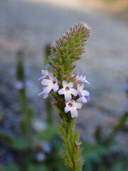 Verbena lasiostachys