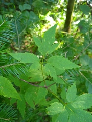 Clematis alpina sibirica