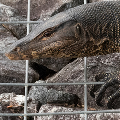 Varanus salvator macromaculatus