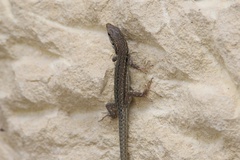 Podarcis siculus siculus