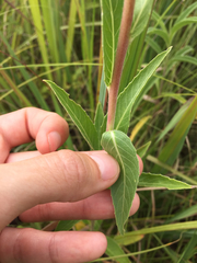 Oenothera villosa