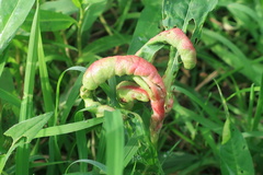 Arthropoda