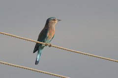 Coracias benghalensis