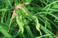 Arthropoda