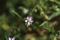 Spergularia rubra