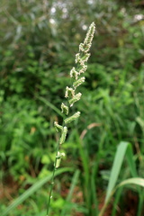 Beckmannia eruciformis