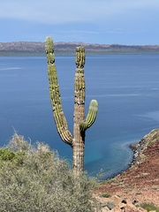 Pachycereus pringlei