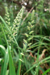 Beckmannia eruciformis