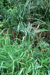 Beckmannia eruciformis