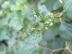 Daktulosphaira vitifoliae