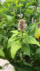 Agastache