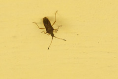 Coreoidea