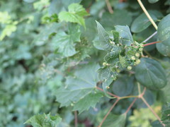 Daktulosphaira vitifoliae