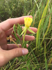 Oenothera villosa