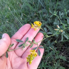 Medicago sativa