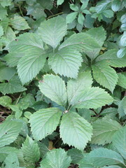 Parthenocissus inserta