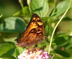 Vagrans sinha