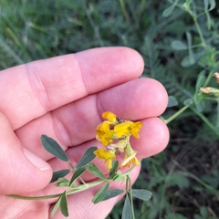Medicago sativa