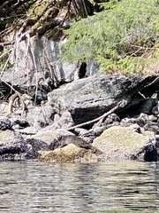 Phoca vitulina richardii