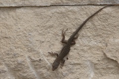 Podarcis siculus siculus