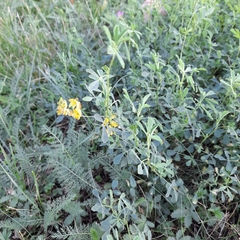 Medicago sativa