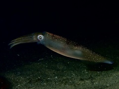 Doryteuthis pealeii