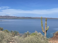 Pachycereus pringlei