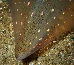 Doryteuthis pealeii