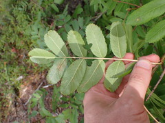 Sorbus scopulina